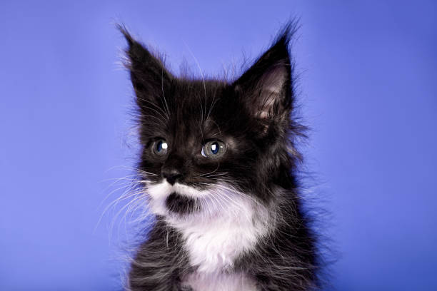istock Adorable cute maine coon kitten on blue background. 1195657666