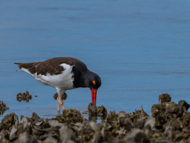 Oystercatcher feeding on oysters