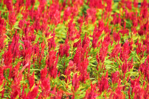 istock green amaranth plants with red amaranth flower in a field 1195660787