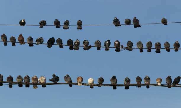 istock Pigeons crammed on the cables 1195661438
