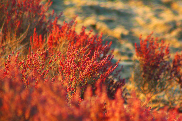 beautiful Arabian desert plants in winter scenery