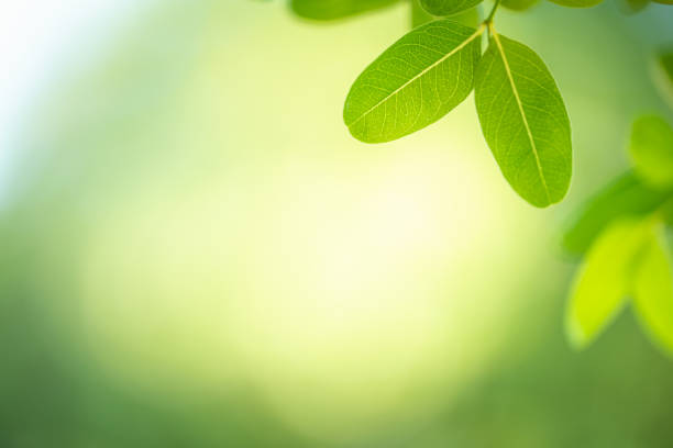 istock Close-up green leaf on blurred background. Nature and fresh wallpaper 1195662443