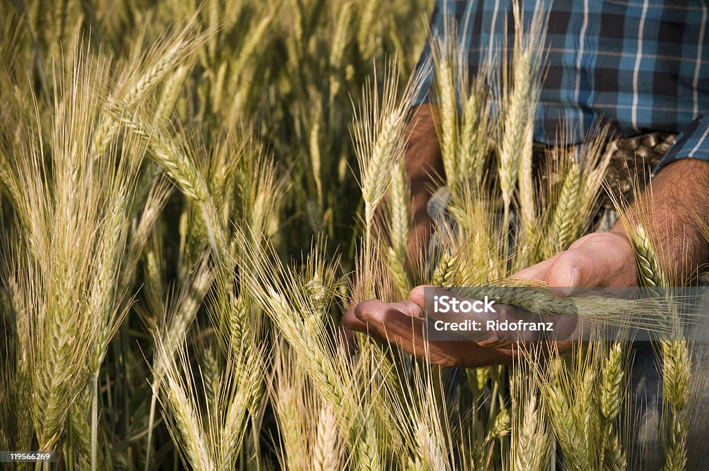 Agricultor mão no campo de trigo - Foto de stock de Adulto royalty-free