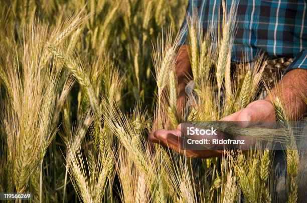 Mão Do Agricultor No Campo De Trigo - Fotografias de stock e mais imagens de Adulto - Adulto, Agricultor, Agricultura