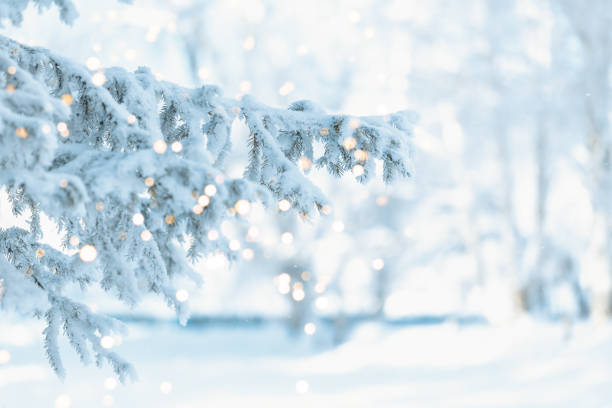 istock Christmas background with snowy fir trees 1195663234