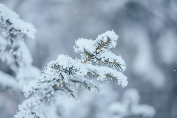 istock Branches of blue spruce is covered with frost 1195663236