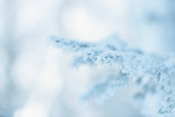 istock Branch of fir tree frozen. 1195663237