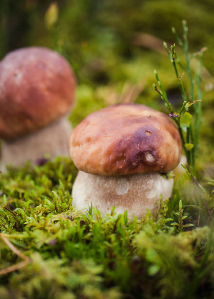 istock Wild raw boletus mushroom in Latvian forest 1195663407