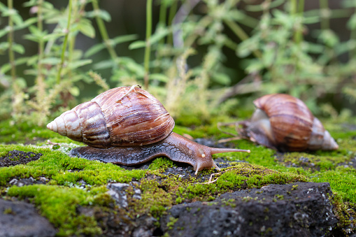 Two burgundy snails in a tropical forest