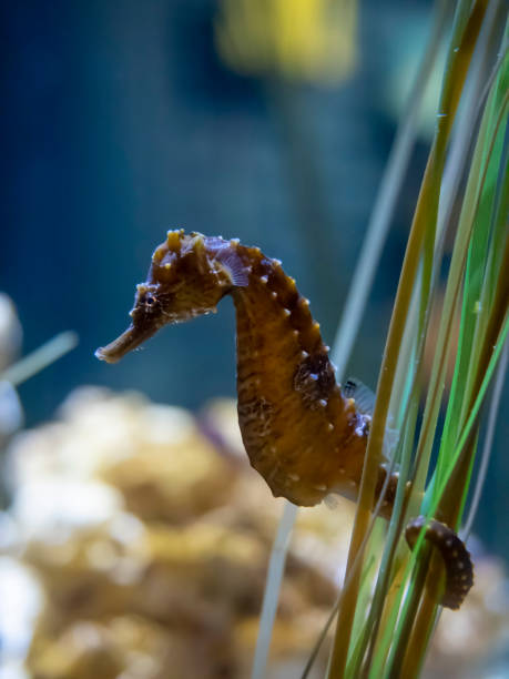 istock A small seahorse in a home aquarium setting 1195664322