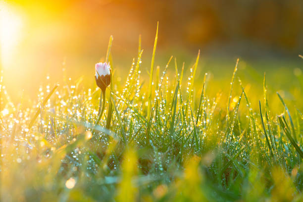 Morning dew on a field grass Morning dew on a field grass flower dew stock pictures, royalty-free photos & images