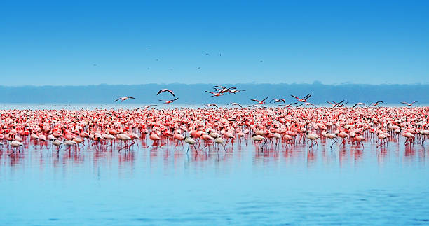 afrikanischen flamingos - lake nakuru stock-fotos und bilder