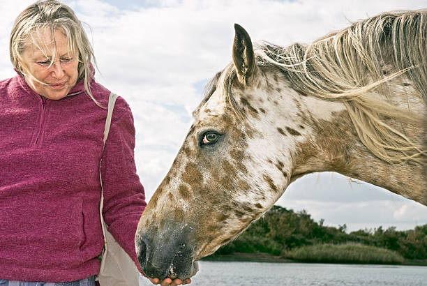 Woman petting a horse stock photo