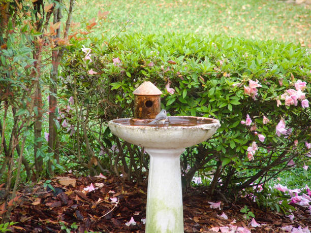 A European Starling, an invasive species in South Africa, splashes in a garden birdbath.