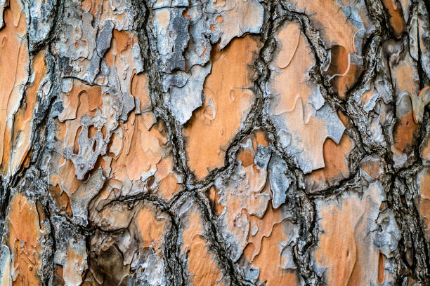 istock Background close-up of textured tree log 1195670905