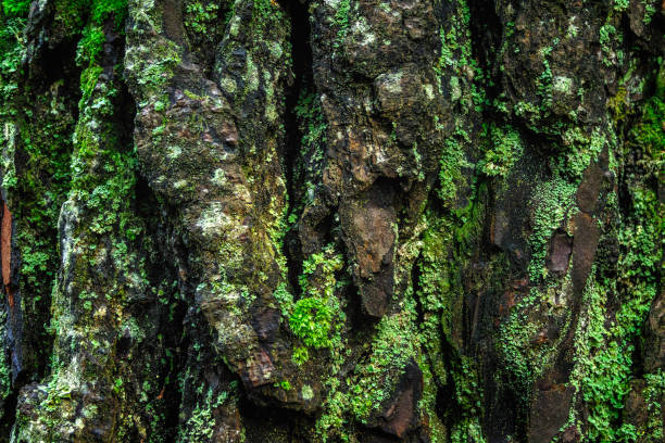 Background of a tree with lichen and moss