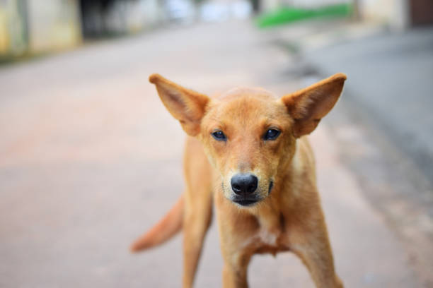 istock Mutt Dog on the street 1195671790