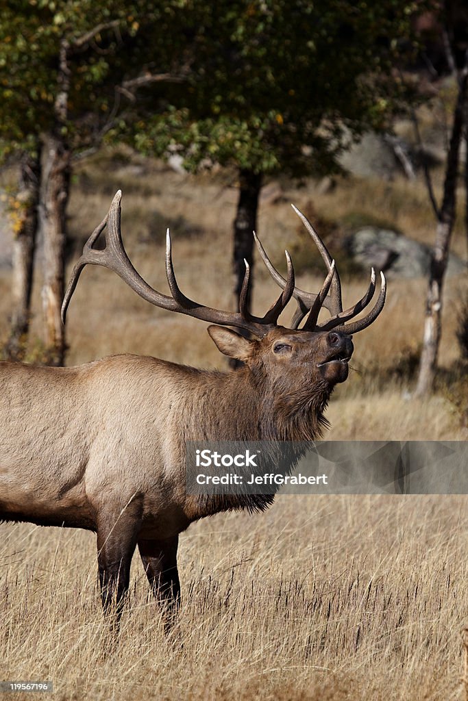 Elk Bugling - Foto stock royalty-free di Accoppiamento animale