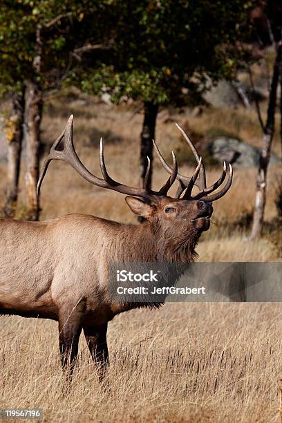 Elk Bugling - Fotografie stock e altre immagini di Accoppiamento animale - Accoppiamento animale, Ambientazione esterna, Animale maschio