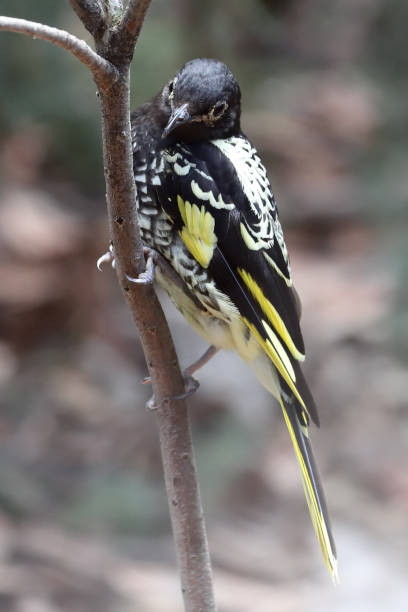 regent honeyeater - honeyeater zdjęcia i obrazy z banku zdjęć