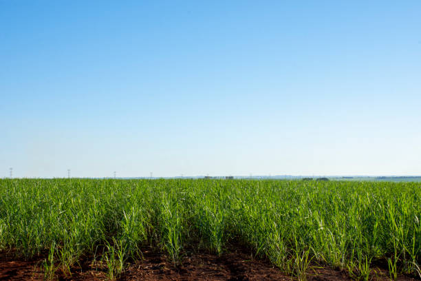 sugar cane plantation stock photo