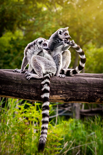 Two Ring-tailed lemurs on fallen tree trunk in the front of dense vegetation. One of them grooming itself tail fur. Sunbeams break through treetops in the background.