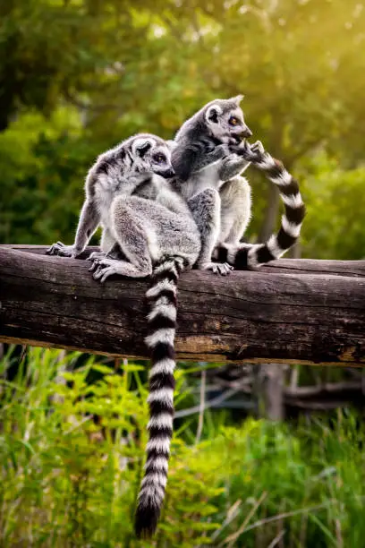 Photo of Two lemurs on fallen tree trunk