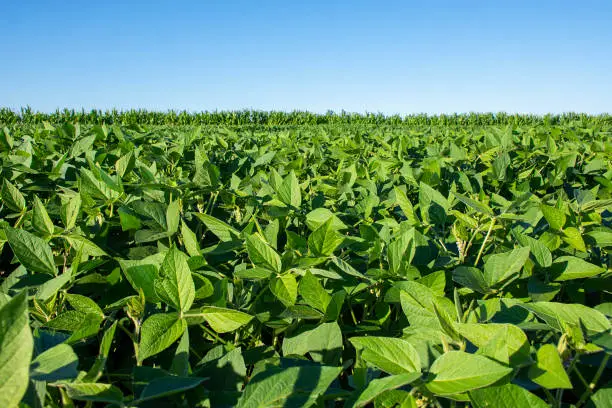 Photo of Soy plantation