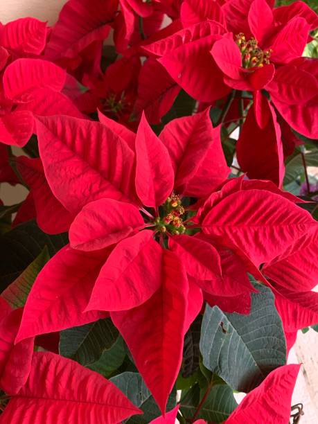 istock Christmas Poinsettia 1195678965