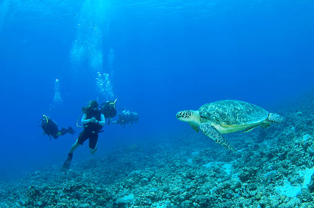 istock Turtle swims past scuba divers 119567984
