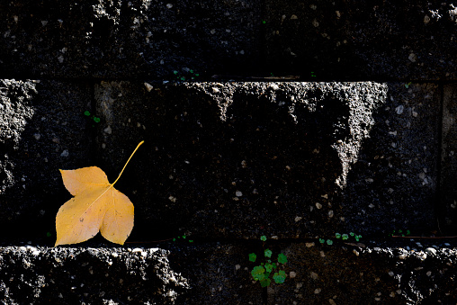 Stone wall and autumn leaf with sunlight.