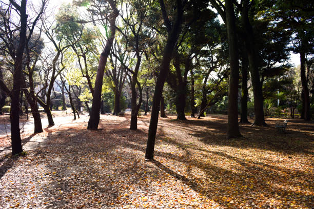 istock Backlit park of Autumn 1195681291