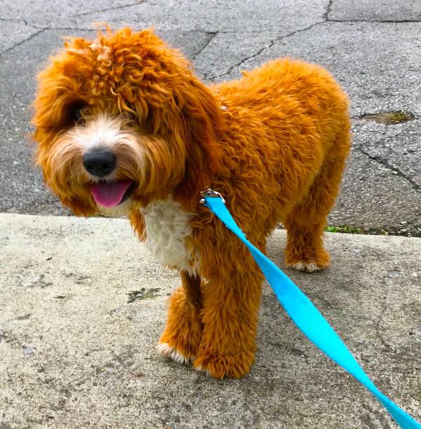 istock Happy dog on a walk 1195681314