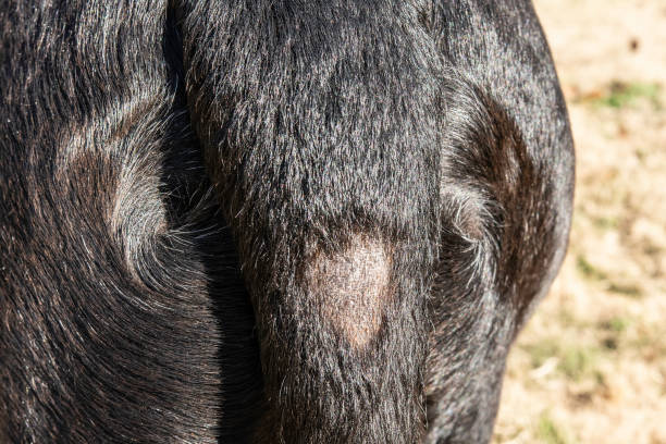 黒い犬の尾の脱毛症 - bald patch ストックフォトと画像