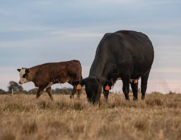 istock Angus crossbred cow-calf pair 1195682126