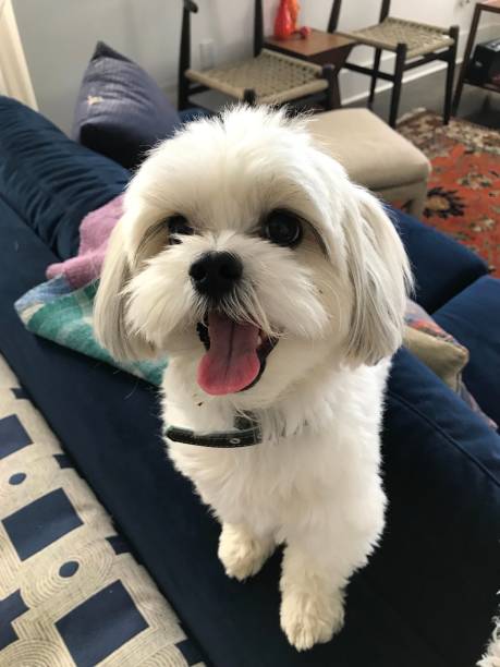 istock Happy dog on a couch 1195682157