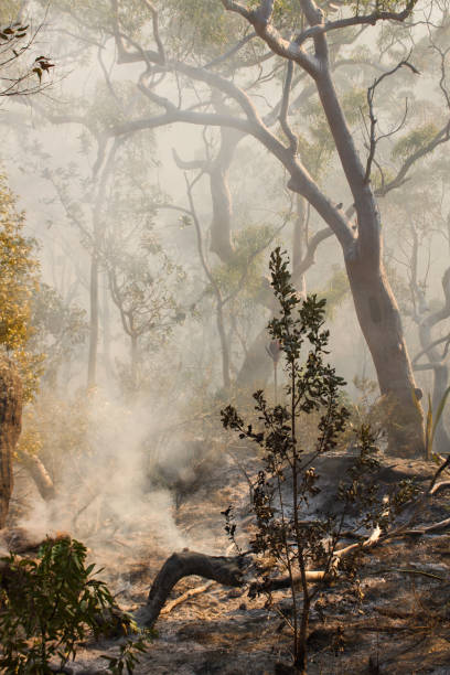 istock Burnt vegetation after Australian bushfire 1195682299