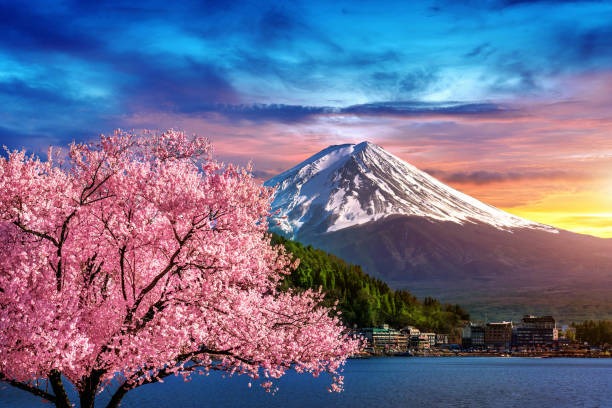 istock Fuji mountain and cherry blossoms in spring, Japan. 1195683153