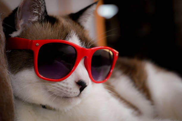 Cat wearing sunglasses Cat wearing red sunglasses snowshoeing snow shoe red stock pictures, royalty-free photos & images