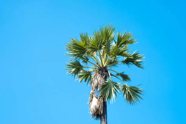 Sugar palm trees with blue sky in summer.