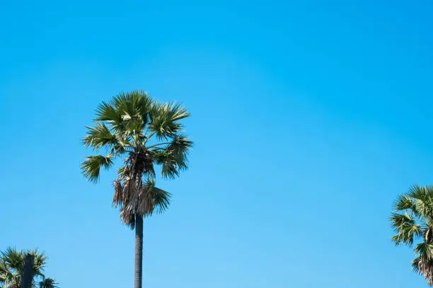 Sugar palm trees with blue sky in summer.