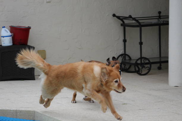 istock dog playing by the swimming pool 1195685915