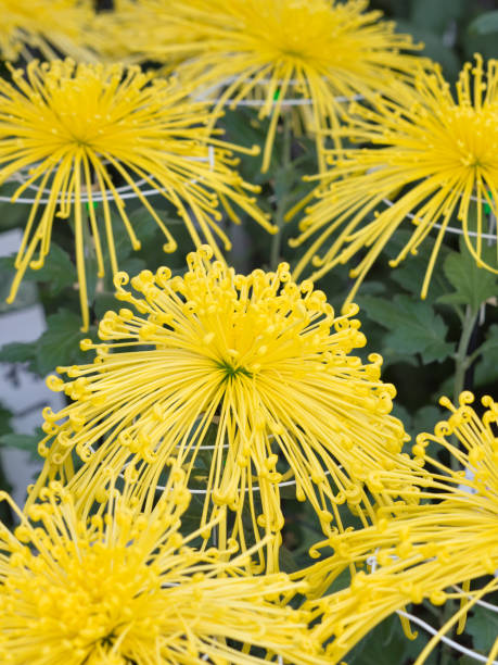 istock Japanese chrysanthemum flower 1195687461