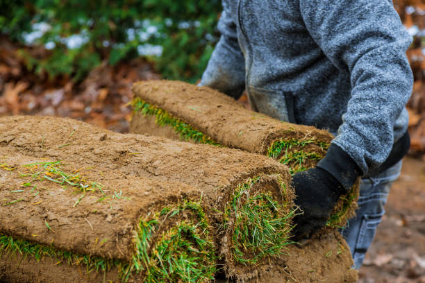 gardener installing natural grass turf professional installer beautiful lawn field. - sod field imagens e fotografias de stock