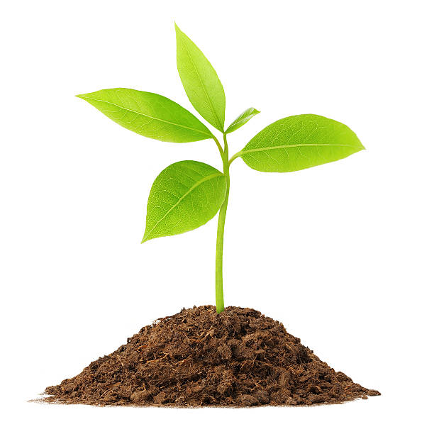istock Young green plant 119568915