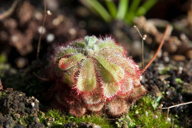istock Drosera admirabilis or floating sundew plant 1195689290