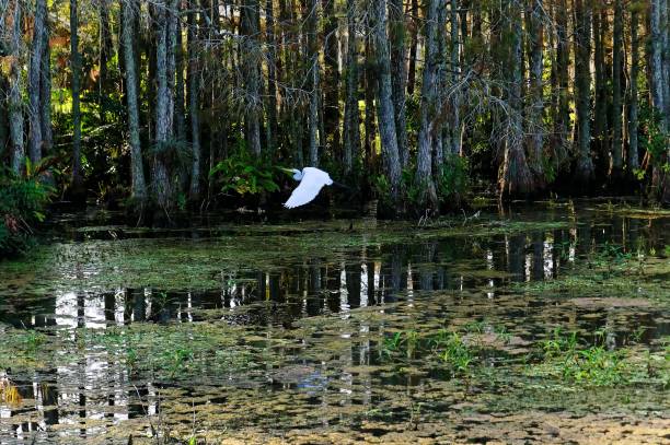 Bird flying in the Louisiana Swamp stock photo