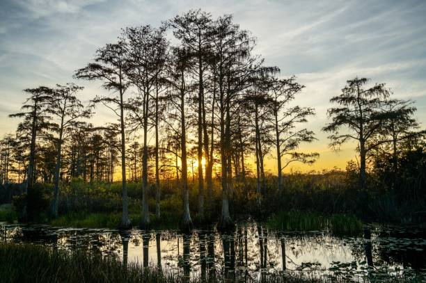 istock sunset in the swamp 1195691998