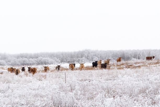 istock Steer in a snowy winter field 1195695002