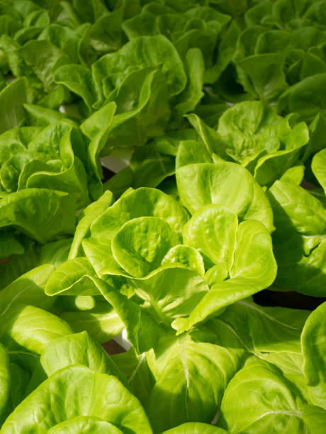 istock fresh green lettuce in the garden 1195695252